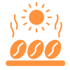<b>Processo Natural</b> Secagem dos grãos ao Sol